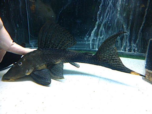 ゴールデンマーブルトリニダードプレコ