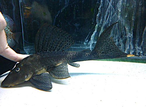 ゴールデンマーブルトリニダードプレコ