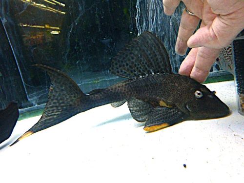 ゴールデンマーブルトリニダードプレコ