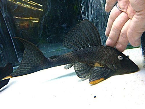 ゴールデンマーブルトリニダードプレコ　２０２６年１月３１日入荷