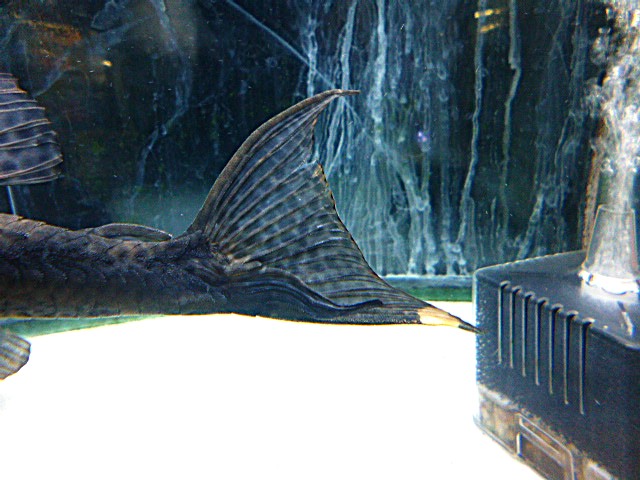 ゴールデンマーブルトリニダードプレコ