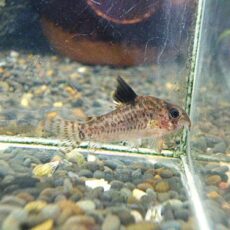 コリドラス　パラグア　２０２６年２月１７日入荷