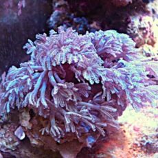 ウミアザミ　　２０２６年２月２３日撮影