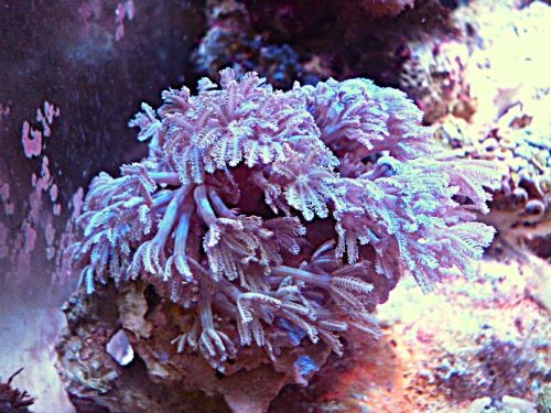 ウミアザミ　　２０２６年２月２３日撮影