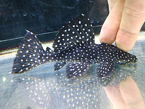 ブラックドラゴンスタークラウンプレコ