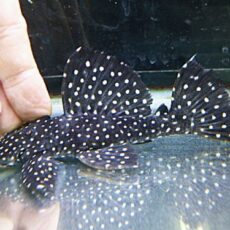 ブラックドラゴンスタークラウンプレコ　２０２６年２月２０日入荷