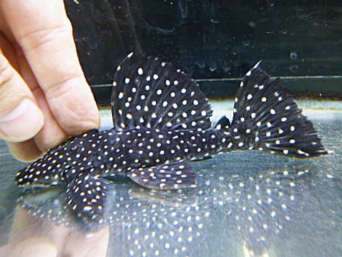 ブラックドラゴンスタークラウンプレコ　２０２６年２月２０日入荷