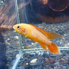 アピスト　アガシジ　ファイヤーレッド　ペア　２０２６年２月３日入荷