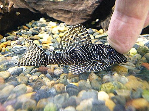 クイーンアラベスクプレコ