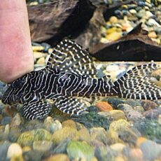 クイーンアラベスクプレコ①　２０２６年２月１９日入荷