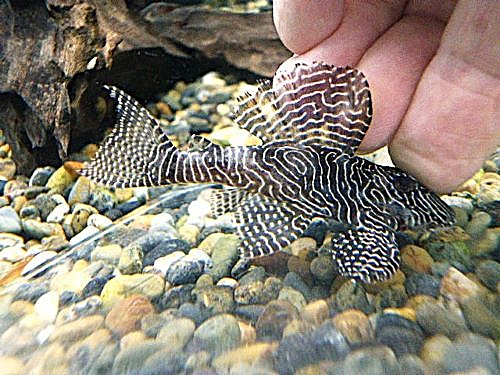 クイーンアラベスクプレコ