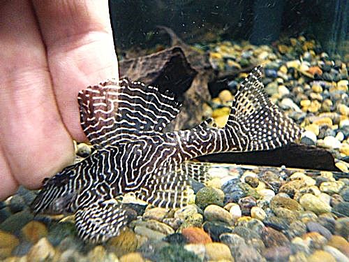 クイーンアラベスクプレコ②　２０２６年２月１９日入荷