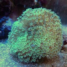 ウミキノコ　グリーン　２０２６年２月２５日撮影