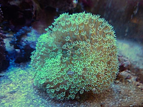 ウミキノコ　グリーン　２０２６年２月２５日撮影