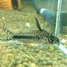 コリドラス　シパリウィニ　２０２６年２月２２日入荷