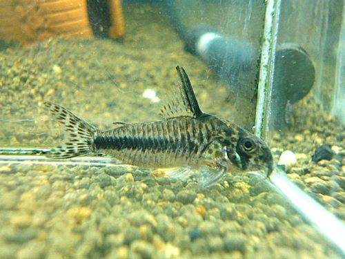 コリドラス　シパリウィニ　２０２６年２月２２日入荷