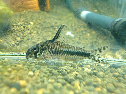 コリドラス　シパリウィニ