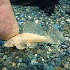 アルビノダルマプレコ　２０２６年２月２５日入荷