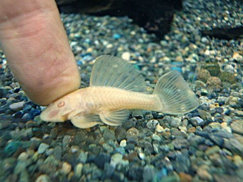 アルビノダルマプレコ　２０２６年２月２５日入荷