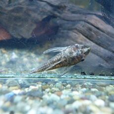 バンパイアオトシン　ブラック　２０２６年２月２５日入荷