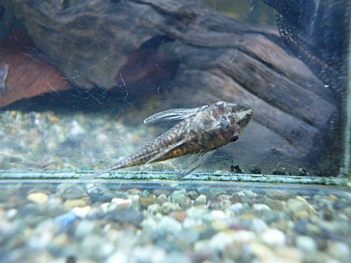 バンパイアオトシン　ブラック　２０２６年２月２５日入荷