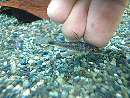 バンパイアオトシン・ブラック