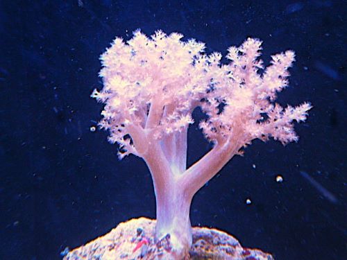 チヂミトサカ　パープル　２０２６年２月２７日撮影