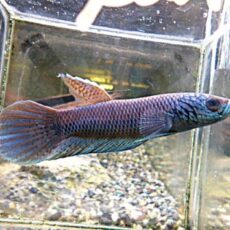 ＷＩＬＤベタ　アントゥタ　フルマスク　ペア　２０２６年２月２５日入荷