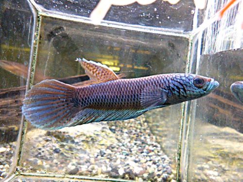 ＷＩＬＤベタ　アントゥタ　フルマスク　ペア　２０２６年２月２５日入荷