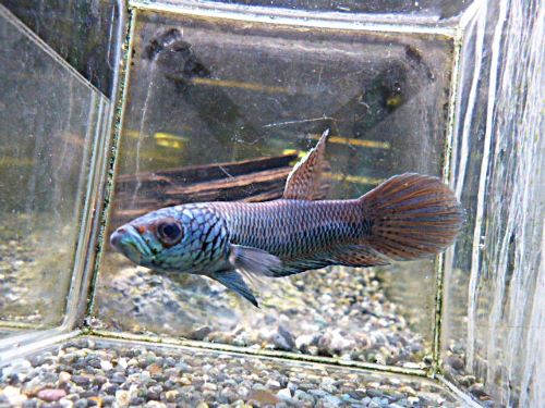 ベタ・アントゥタ