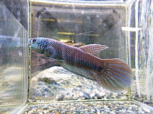 WILDベタ アントゥタ フルマスク ペア 2026年2月25日入荷 ベタ・アントゥタ