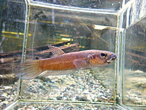 WILDベタ アントゥタ フルマスク ペア 2026年2月25日入荷 ベタ・アントゥタ