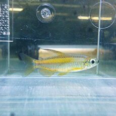 ゴールデンコンゴテトラ　２０２６年２月２６日入荷