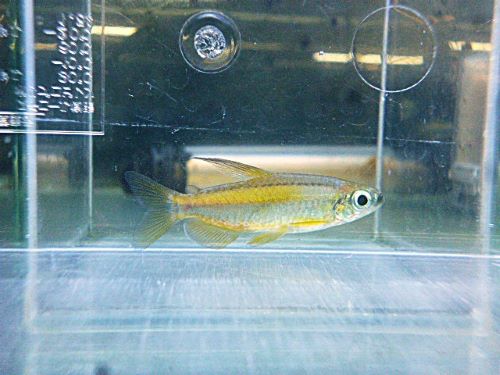 ゴールデンコンゴテトラ　２０２６年２月２６日入荷