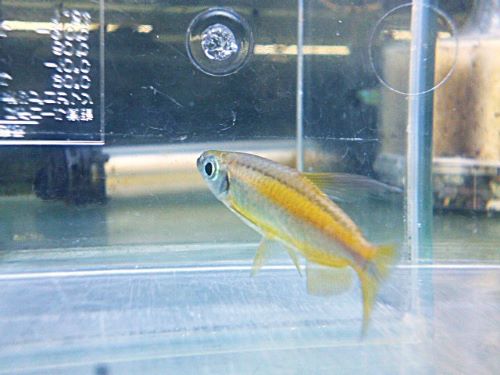 ゴールデンコンゴテトラ