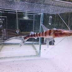 ゼブラキャット　２０２６年２月１２日入荷