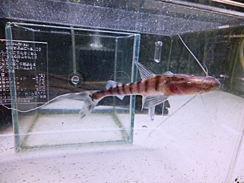 ゼブラキャット　２０２６年２月１２日入荷