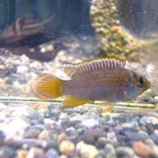 アピスト　ナイスニー　ペア　２０２６年２月５日入荷