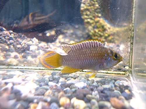 アピスト　ナイスニー　ペア　２０２６年２月５日入荷