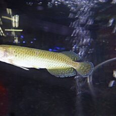 ノーザンバラムンディ　　２０２６年２月２６日入荷