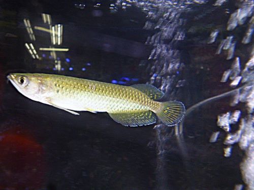 ノーザンバラムンディ　　２０２６年２月２６日入荷