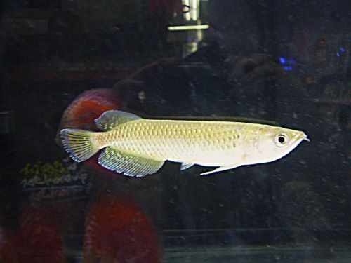 ノーザンバラムンディ