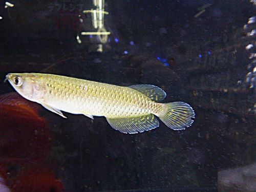 ノーザンバラムンディ