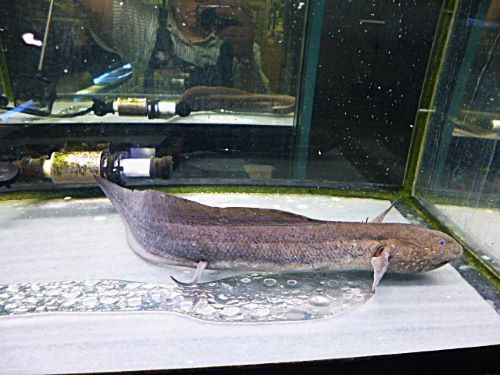 プロトプテルス　アンフィビウス