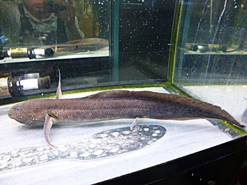 プロトプテルス　アンフィビウス