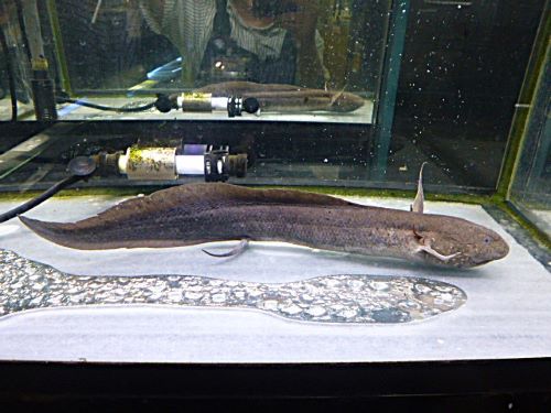 プロトプテルス　アンフィビウス　２０２６年２月２５日入荷