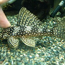 ルビースポットマグナムプレコ　２０２６年２月１４日入荷