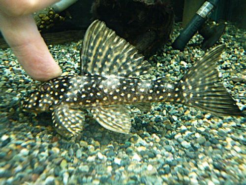 ルビースポットマグナムプレコ　２０２６年２月１４日入荷