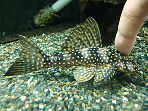 ルビースポットマグナムプレコ