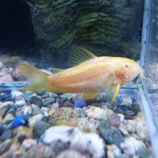 コリドラス　アルビノイルミナティ　オレンジ　２０２６年２月１９日入荷